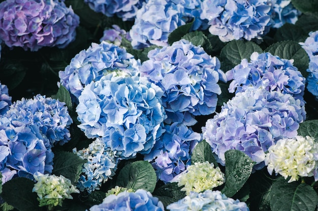 Photo beautiful hydrangea flower in garden flower background background concept