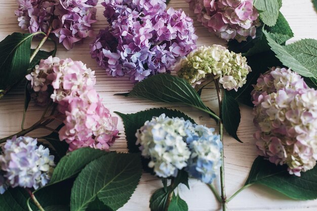 Beautiful hydrangea flowers on rustic white wood flat lay\
colorful pinkbluegreenwhite bouquet of hydrangea in creative\
composition hello spring happy mothers day women day