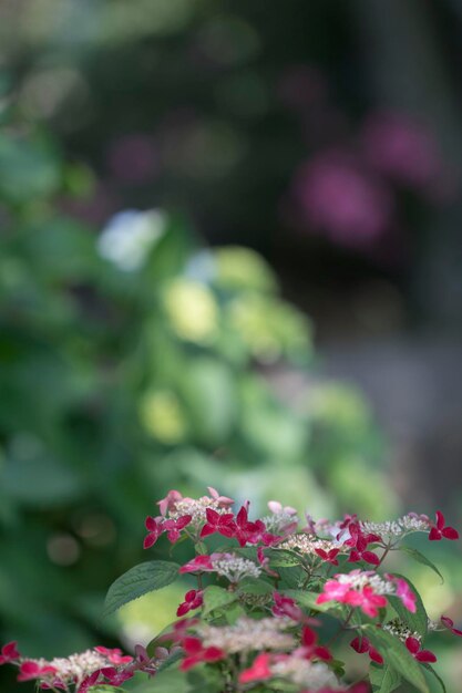 Beautiful hydrangea in the outside