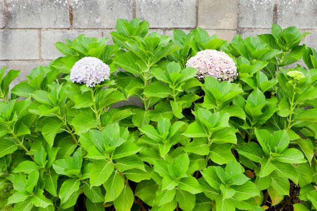 Beautiful hydrangea plant