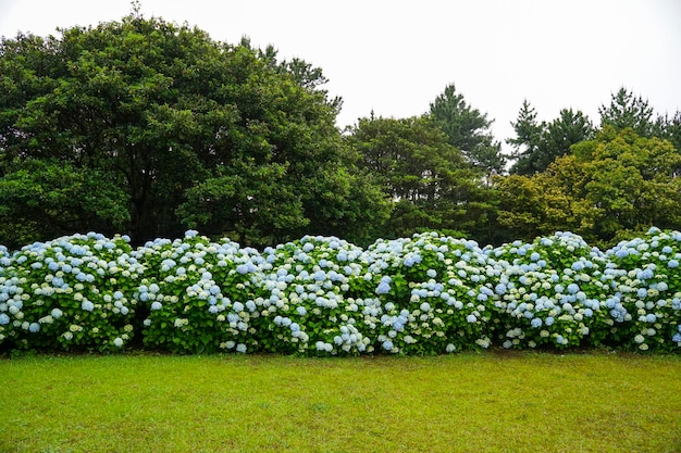 A beautiful hydrangea road with sky blue hydrangeas in full bloom