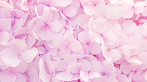 배경에 대 한 부드러운 핑크 색상의 아름다운 수국 꽃.
