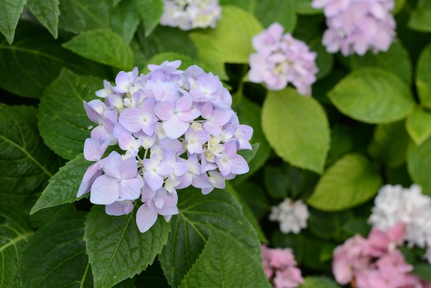 Beautiful hydrangeas in the gardenx9