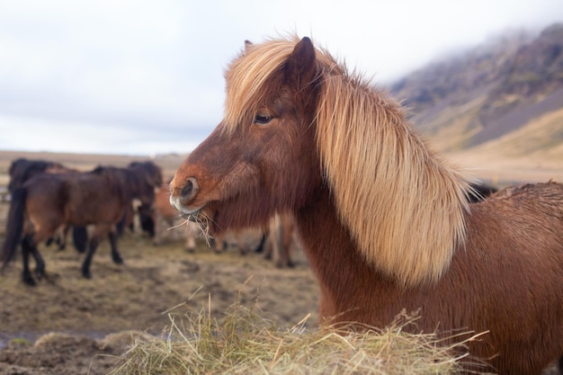 長いたてがみを持つ美しいアイスランドの馬が草を食み、干し草を食べている