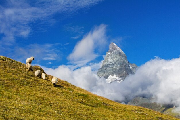 양과 마테호른 산, 알프스 산맥과 여름 시골, 체르마트, 스위스와 아름다운 목가적 인 고산 풍경