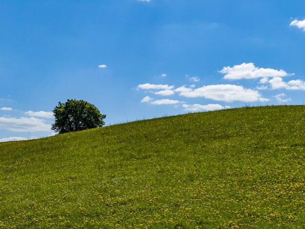 Beautiful idyllic summer landscape of poland green meadow full of dandelions blue sky green tree