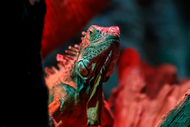 Beautiful iguana lizard