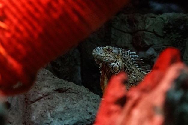 Beautiful iguana lizard