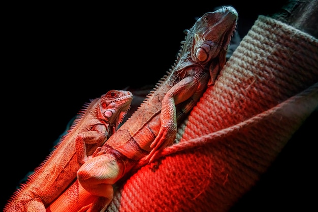 Photo beautiful iguana lizard