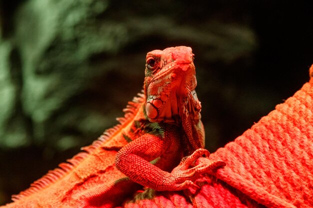 Beautiful iguana in red light sitting on a branch