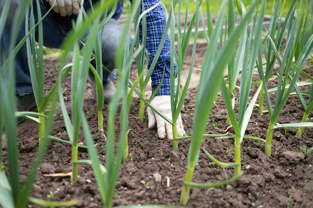 Beautiful illustration with green garlic growth garden. Fresh nature background. White background.