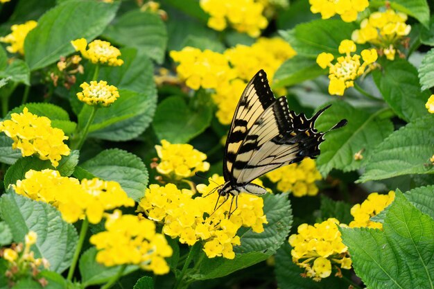 The beautiful image of the butterfly and flowers and the background image with an 8k portrait