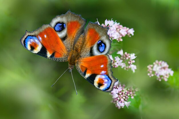 The beautiful image of the butterfly and flowers and the background image with an 8k portrait