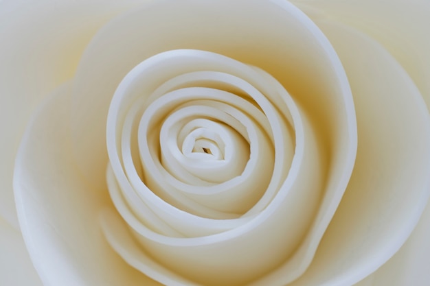 Beautiful image of a delicate creamy rose closeup