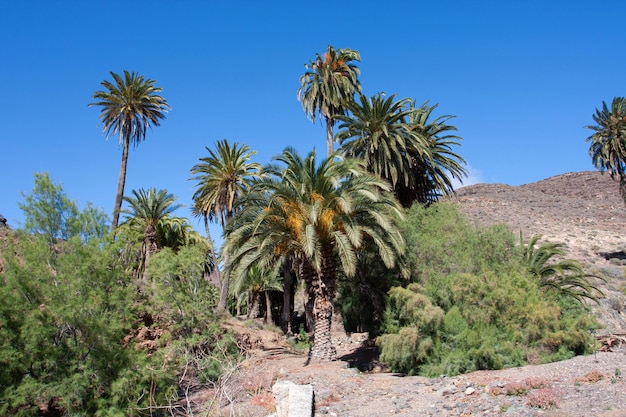 beautiful image of group of green palm plants under with blue sky