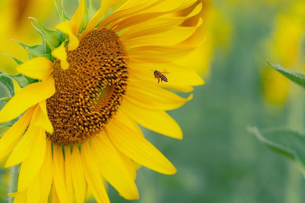 The beautiful image of the honey bee and flowers and the background image with an 8k portrait