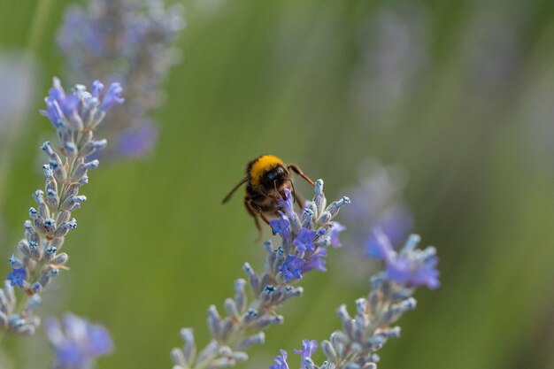 The beautiful image of the honey bee and flowers and the background image with an 8k portrait