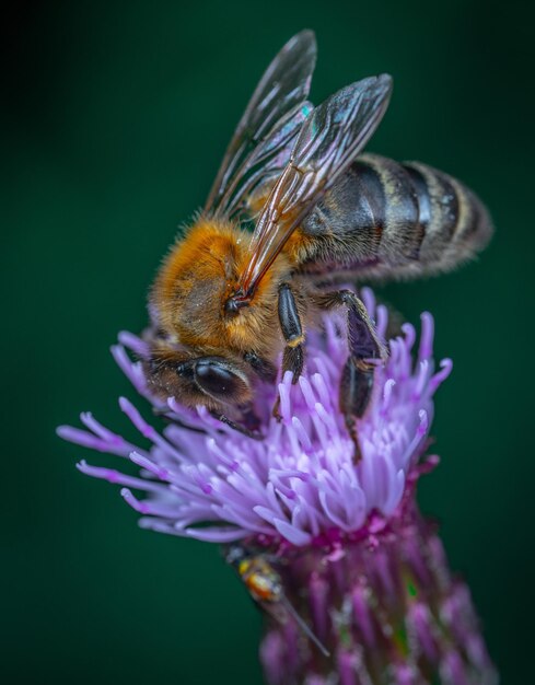 The beautiful image of the honey bee and flowers and the background image with an 8k portrait