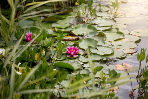 Beautiful image of pink water lilies on pond at sunrise