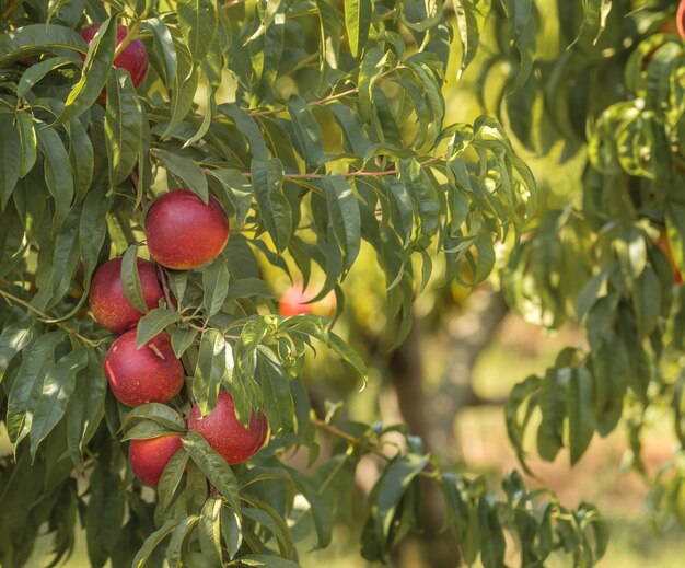 Beautiful image with natural nectarines in the orchard