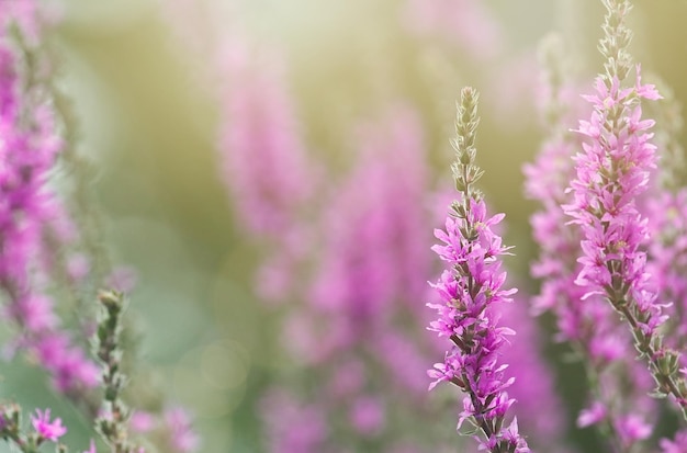 満開のフィールドの紫の花と美しい画像