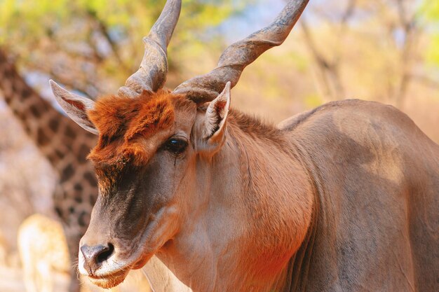 Красивые изображения крупнейшей африканской антилопы Дикая африканская антилопа Эланд крупным планом Намибия Африка