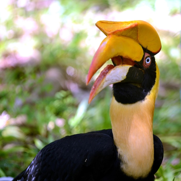 Beautiful images of Hornbill Bird for wallpaper or theme