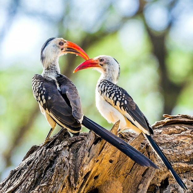 Photo beautiful images of hornbill bird for wallpaper or theme