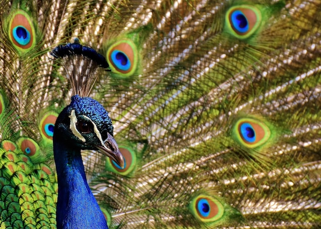 Beautiful images of Peacock for wallpaper or posters