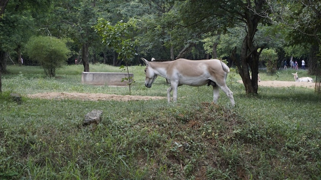 Красивый индийский дикий осел, также известный как Equus hemionus khur onager Ghudkhur и Khur