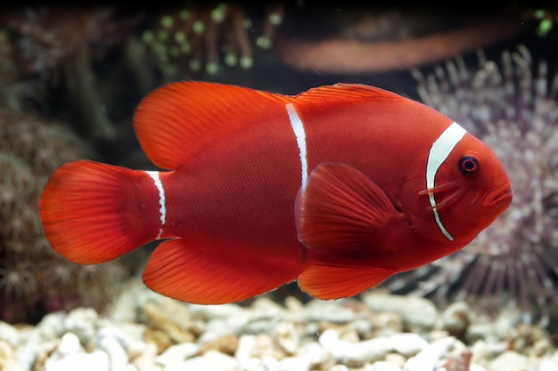 beautiful indonesia marine fish on tropical coral