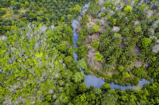 Bella vista aerea indonesiana delle piantagioni di palma da olio e dei fiumi a bengkulu