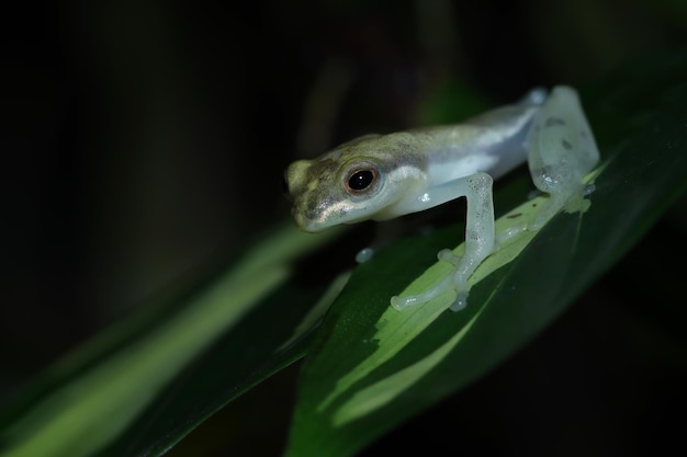 葉の上の美しいインドネシアのアマガエル