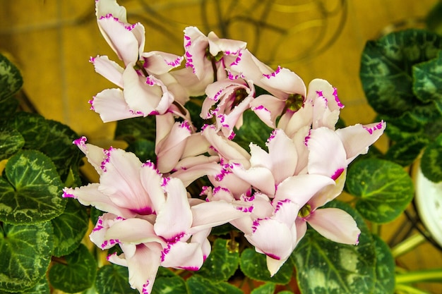 Bellissimo fiore indoor sboccia un ciclamino rosa