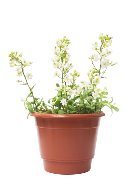 Beautiful indoor flower in a pot isolated on white background. Summer. Spring. Flat lay, top view. Love. Valentine's Day. Flora, woman's gift