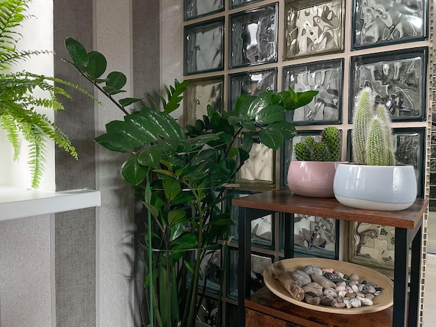 Фото Красивый внутренний интерьер с домашними растениями в белых керамических горшках, деревянная тарелка с собранными камнями