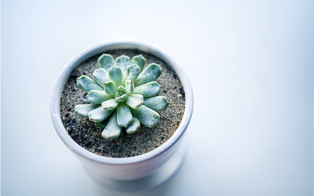 Beautiful indoor plant decoration.