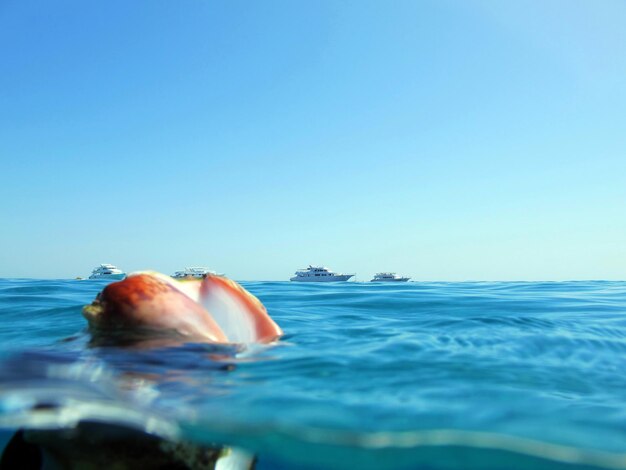 Beautiful interesting reefs and corals of the red sea relaxation