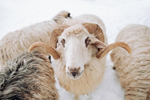 Beautiful interesting sheep in a cob in the snow sheep in the winter Horned sheep