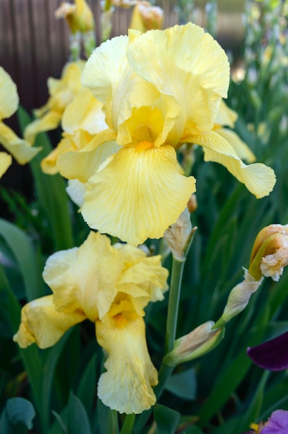 Beautiful iris bushes in the garden. Yellow flowers iris. Spring summer flowers.