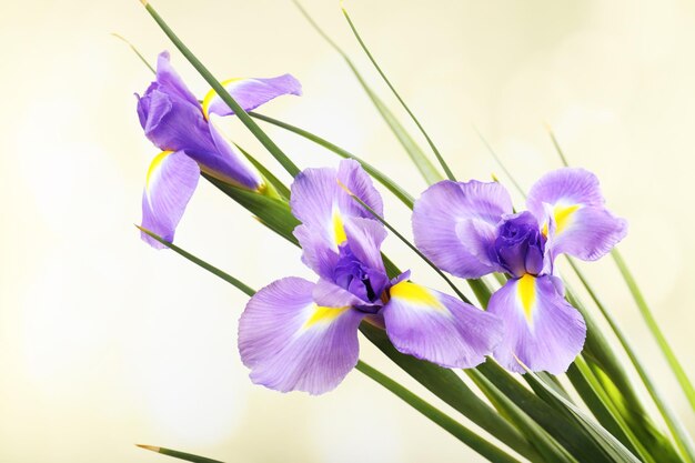 Beautiful iris flower on bright background