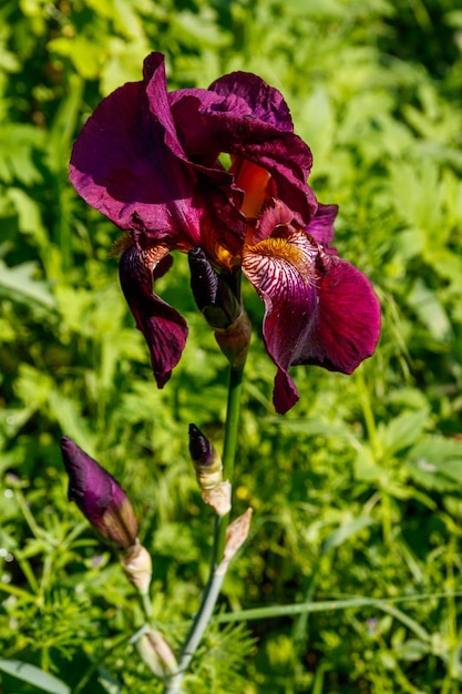 庭の花壇に美しいアイリスの花