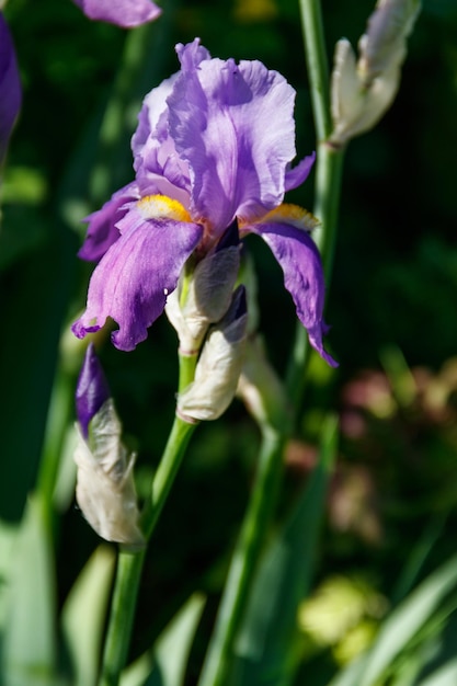 Beautiful iris flower on flowerbed in garden