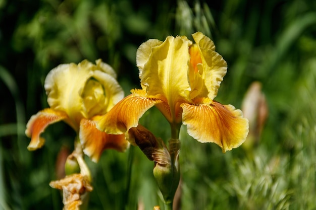 庭の花壇に美しいアイリスの花