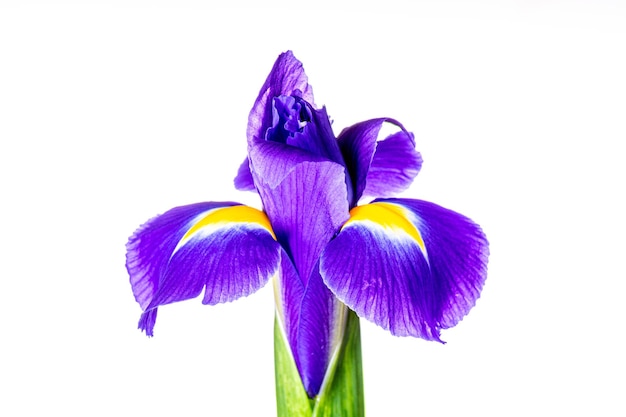 Beautiful iris flower isolated on white background.