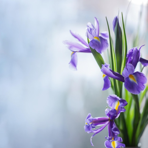 写真 美しいイリスの花が明るい背景に