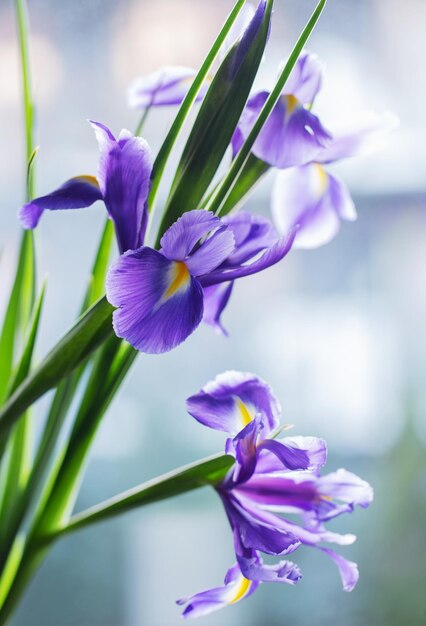 写真 美しいイリスの花が明るい背景に