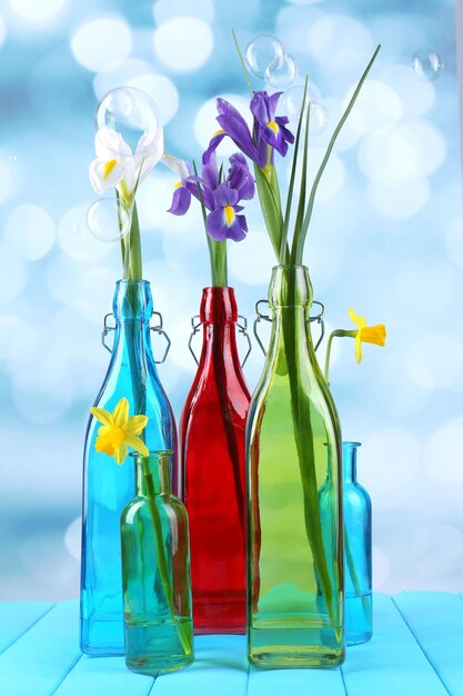 beautiful irises and daffodils in bottles on light background