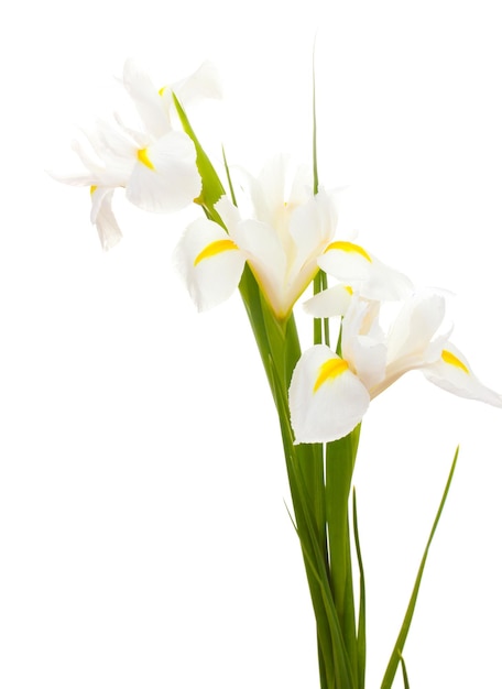 Beautiful irises isolated on white