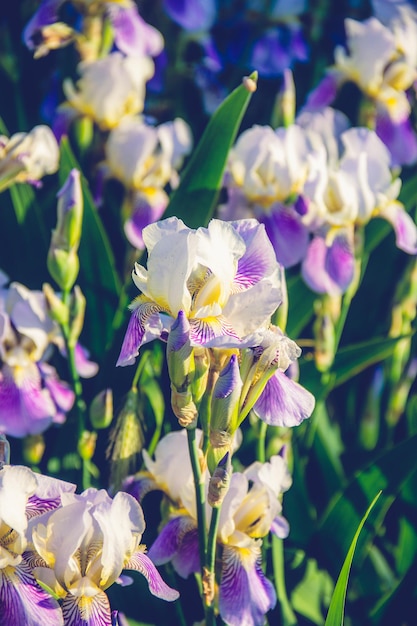 Beautiful irises in a summer sunny garden